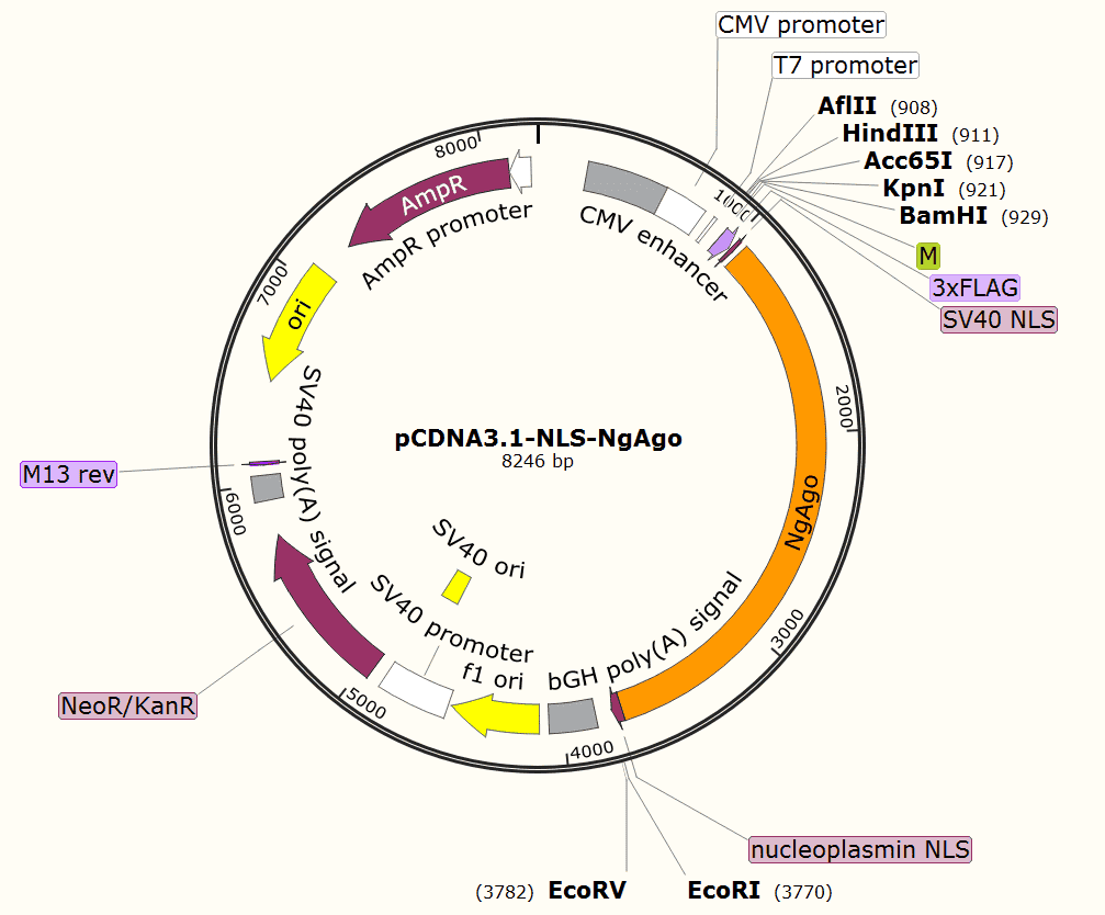 pCDNA3.1- NLS- NgAgo Plasmid